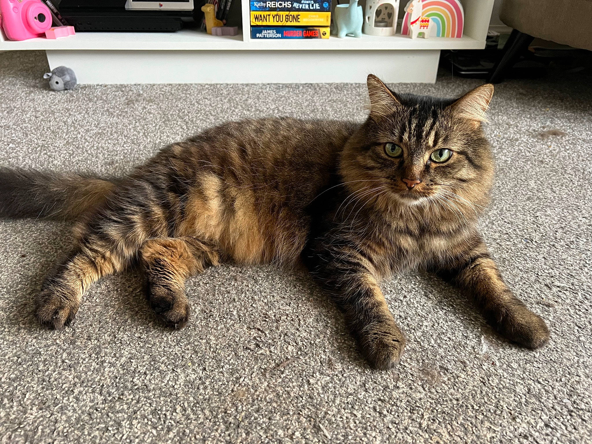 Princess Namah joined the competition — help win amazing prizes! carnivore, cat, claw, comfort, domestic_short_haired_cat, felidae, fur, nap, paw, sitting, small_to_medium_sized_cats, snout, tail, terrestrial_animal, whiskers, wildlife