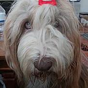 Rusty participe au concours pour gagner de l'argent avec cette photo : animal, close_up, cozy, curious_eyes, dog, domestic, face, floor, furry, household, indoor, long_hair, mammal, nose, pet, red_bow, shaggy_fur, table, water_bottle, whiskers