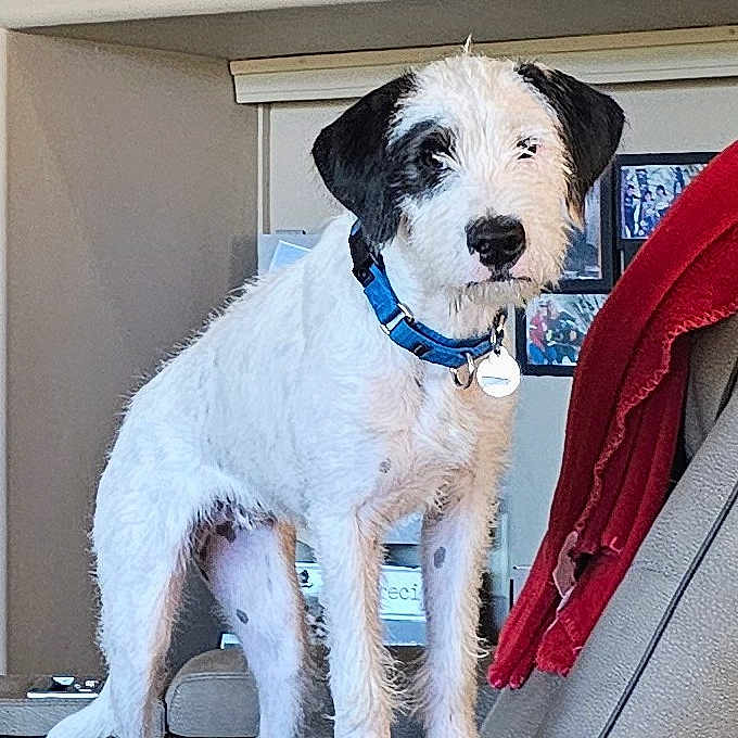 Shadow is registered to the contest to win money with this photo: animal, black_patches, blue_collar, canine, cute, dog, domestic, fur, furniture, home_decor, indoor, leather_chair, living_room, pet, photograph, portrait, red_blanket, shelf, standing, white_dog