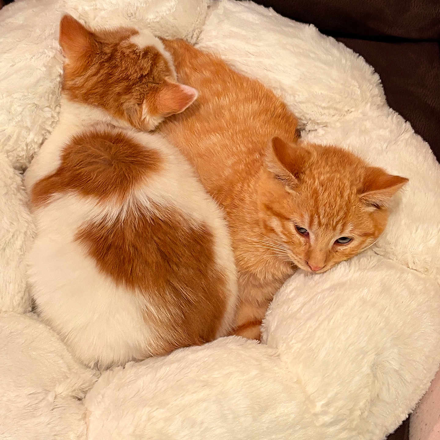 Popcorn And Peanut joined the competition — help win amazing prizes! animal, cat, cats, close_up, companionship, cozy, cuddle, cute, domestic_cat, fluffy, fur, indoor, orange_cat, pet_bed, relaxation, resting, sleeping, soft, two_animals, white_cat