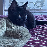 Gatito is registered to the contest to win money with this photo: animal, bed, black_cat, blanket, carved_wood, closeup, cozy, curious, domestic, drawer, furniture, indoor, kitten, pet, purple_bedspread, resting, side_view, soft_lighting, texture, young_cat