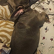 Pork Chop is registered to the contest to win money with this photo: dog, dogs, sleeping, nap, gray_dog, pet, canine, animal, bed, blanket, pillow, bedding, indoors, cozy, resting, curled_up, relaxed, home, cute, portrait