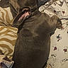 dog, dogs, sleeping, nap, gray_dog, pet, canine, animal, bed, blanket, pillow, bedding, indoors, cozy, resting, curled_up, relaxed, home, cute, portrait