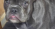Pork Chop joined the competition — help win amazing prizes! dog, puppy, french_bulldog, gray_coat, bat_ears, large_eyes, tongue, sitting, portrait, indoor, wood_floor, blue_blanket, closeup, pet, canine, short_snout, white_chest, white_paws, adorable, serious_expression