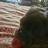 Pork Chop is registered to the contest to win money with this photo: dog, pet, animal, furry, fluffy, brown_fur, red_toy, toy, bed, quilt, bedroom, indoors, stuffed_animals, shelf, window, backlit, blurry, close_up, home, casual_photo