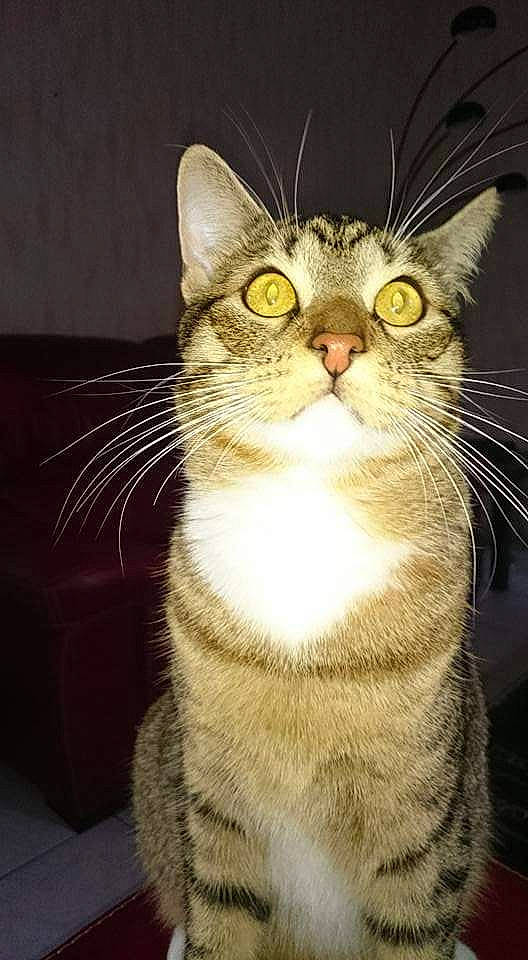 Looping participe au concours pour gagner de l'argent avec cette photo : carnivore, cat, domestic_short_haired_cat, felidae, fur, paw, small_to_medium_sized_cats, snout, terrestrial_animal, whiskers, window