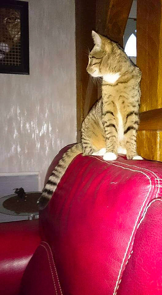 Looping a rejoint le concours — aidez-le/la à gagner de superbes lots ! automotive_tire, big_cats, carnivore, cat, comfort, couch, domestic_short_haired_cat, felidae, fur, interior_design, linens, living_room, magenta, mammal, room, small_to_medium_sized_cats, tail, tints_and_shades, whiskers, wood