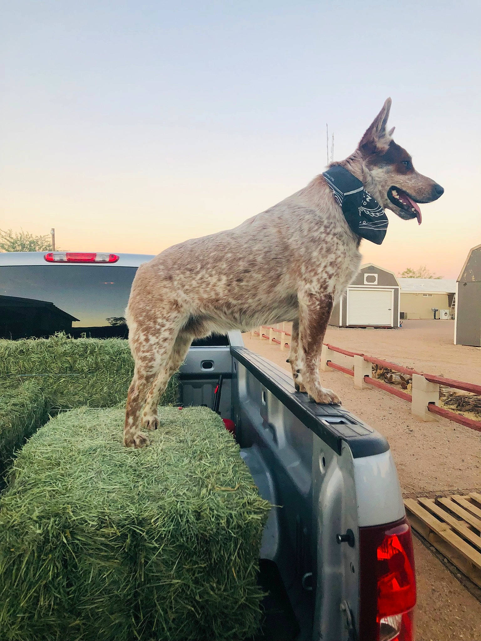Kipp is registered to the contest to win money with this photo: art, australian_cattle_dog, canidae, car, carnivore, collar, companion_dog, dog, dog_breed, dog_collar, fawn, grass, plant, sculpture, sky, snout, sporting_group, vehicle, working_animal, working_dog