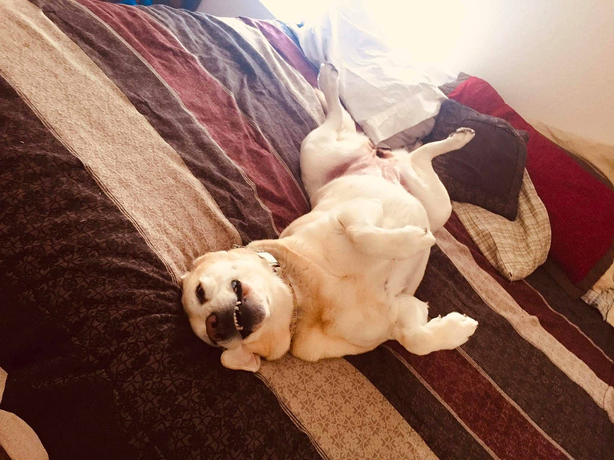 Denver is registered to the contest to win money with this photo: canidae, carnivore, comfort, companion_dog, dog, dog_breed, dog_supply, fawn, flooring, fur, hardwood, snout, sporting_group, stuffed_toy, tail, toy, toy_dog, whiskers, wood, working_animal