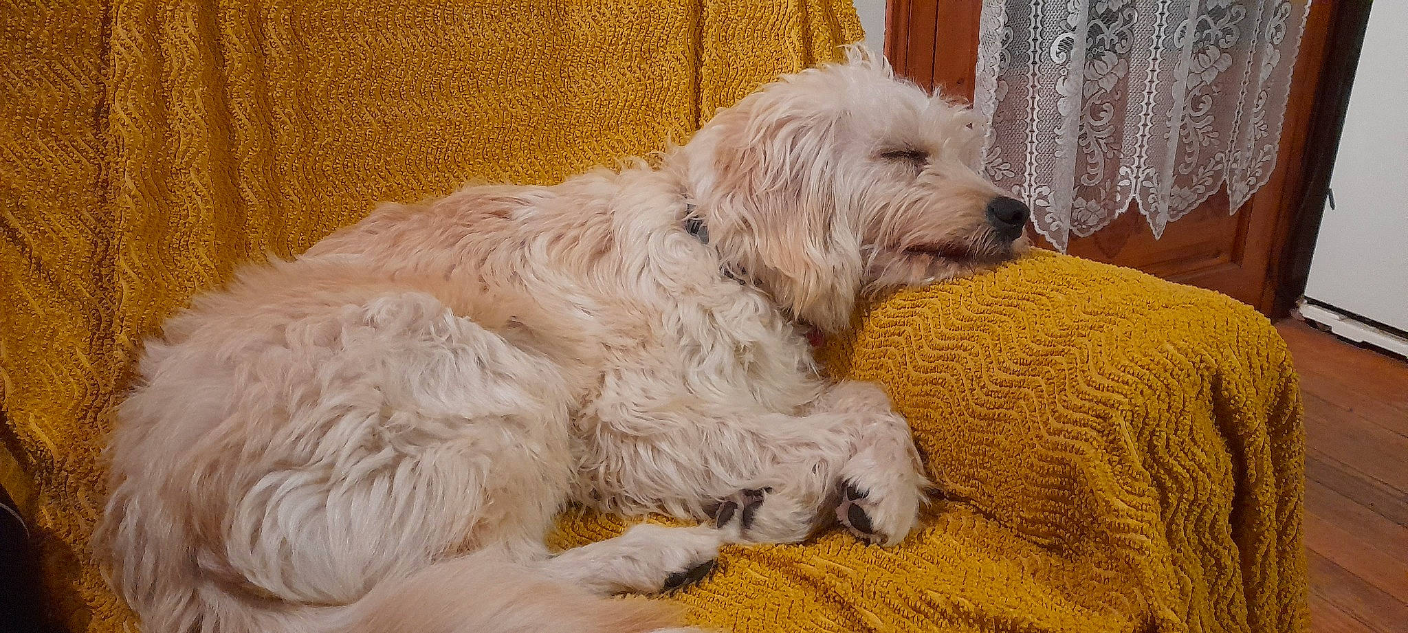 Rusty participe au concours pour gagner de l'argent avec cette photo : briquet_griffon_vendeen, canidae, carnivore, companion_dog, curtain, dog, dog_breed, fur, maltepoo, non_sporting_group, small_terrier, snout, sporting_group, tail, terrestrial_animal, terrier, toy_dog, water_dog, working_animal, yorkipoo