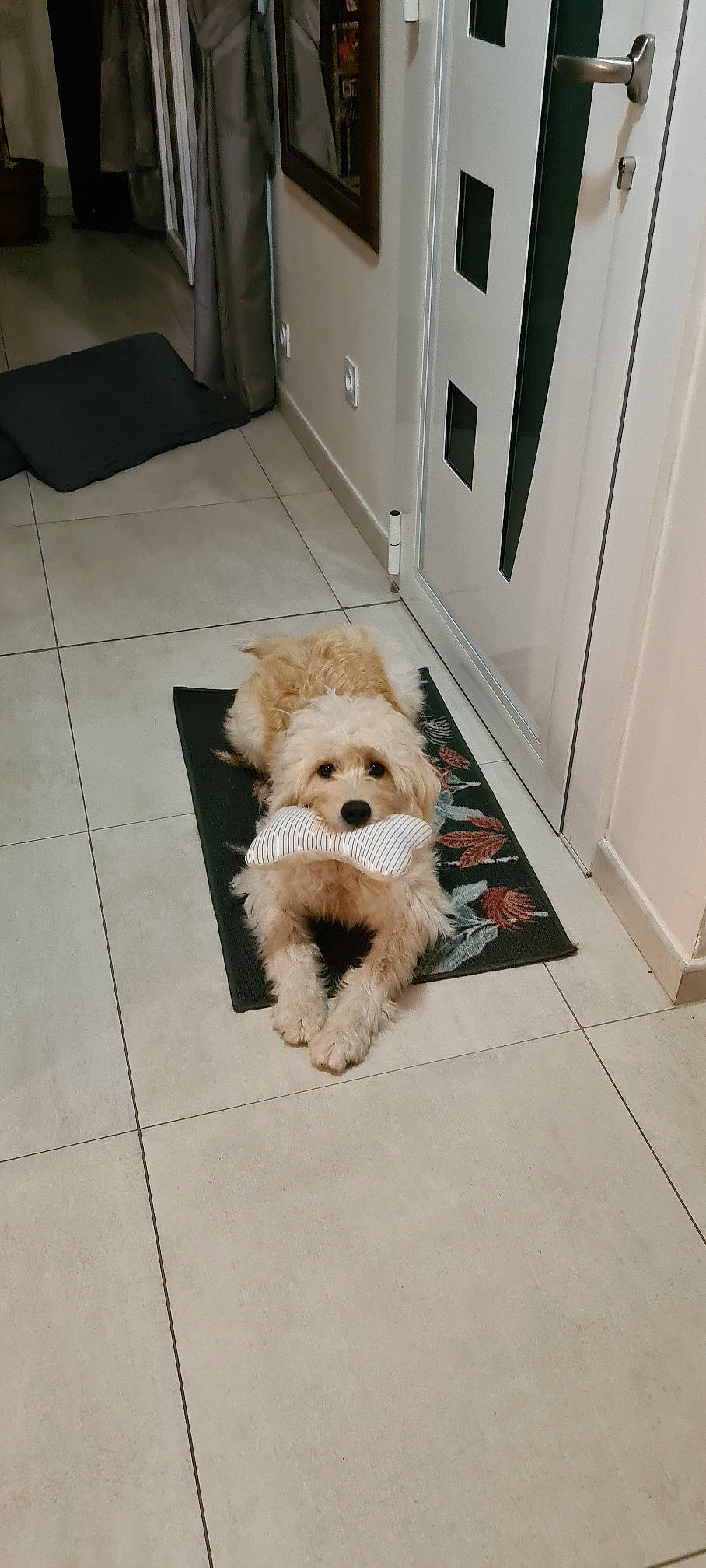 Rusty participe au concours pour gagner de l'argent avec cette photo : carnivore, chair, companion_dog, dog, dog_breed, dog_supply, door, floor, flooring, fur, hardwood, pet_supply, small_terrier, snout, sporting_group, terrier, toy, toy_dog, wood, working_animal