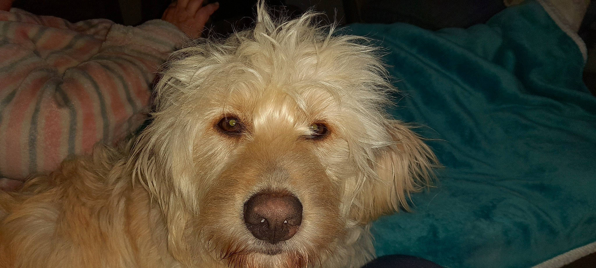 Rusty participe au concours pour gagner de l'argent avec cette photo : canidae, carnivore, companion_dog, dog, dog_breed, fur, maltepoo, puppy, small_greek_domestic_dog, small_terrier, sporting_group, terrestrial_animal, terrier, toy_dog, water_dog, whiskers, working_animal