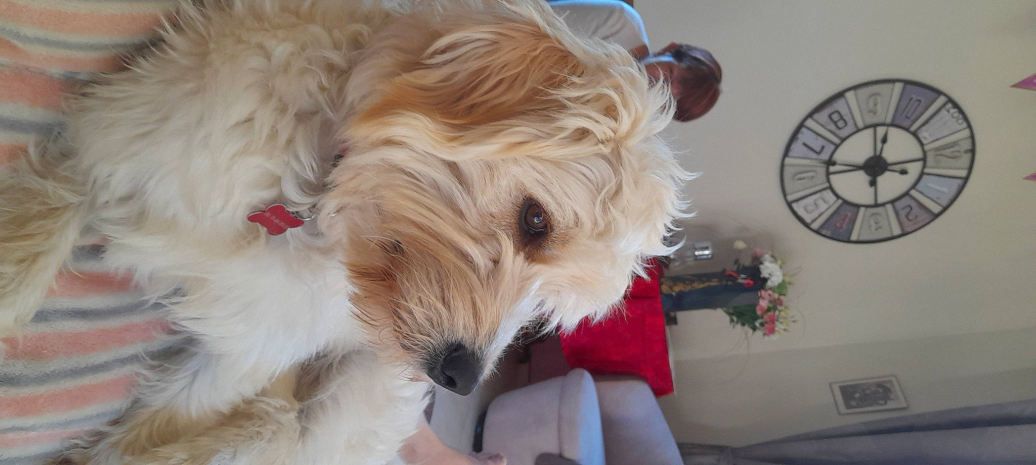 Rusty participe au concours pour gagner de l'argent avec cette photo : biewer_terrier, canidae, carnivore, companion_dog, dog, dog_breed, dog_supply, fur, labradoodle, maltepoo, non_sporting_group, poodle_crossbreed, puppy_love, small_terrier, snout, sporting_group, terrier, tibetan_terrier, toy_dog, working_animal