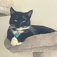 Sylvester joined the competition — help win amazing prizes! animal, black_and_white, calm, cat, cat_tree, collar, cute, domestic, feline, fur, household, indoor, mammal, paw, perch, pet, relaxed, resting, tags, whiskers