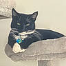 cat, black_and_white, feline, pet, indoor, cat_tree, collar, tags, relaxed, perch, whiskers, paw, fur, animal, cute, domestic, resting, mammal, household, calm