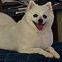 dog, white_dog, fluffy, tongue_out, happy, pet, indoor, blanket, fur, animal, cute, smiling, resting, canine, domestic_animal, cozy, portrait, close_up, home, furniture
