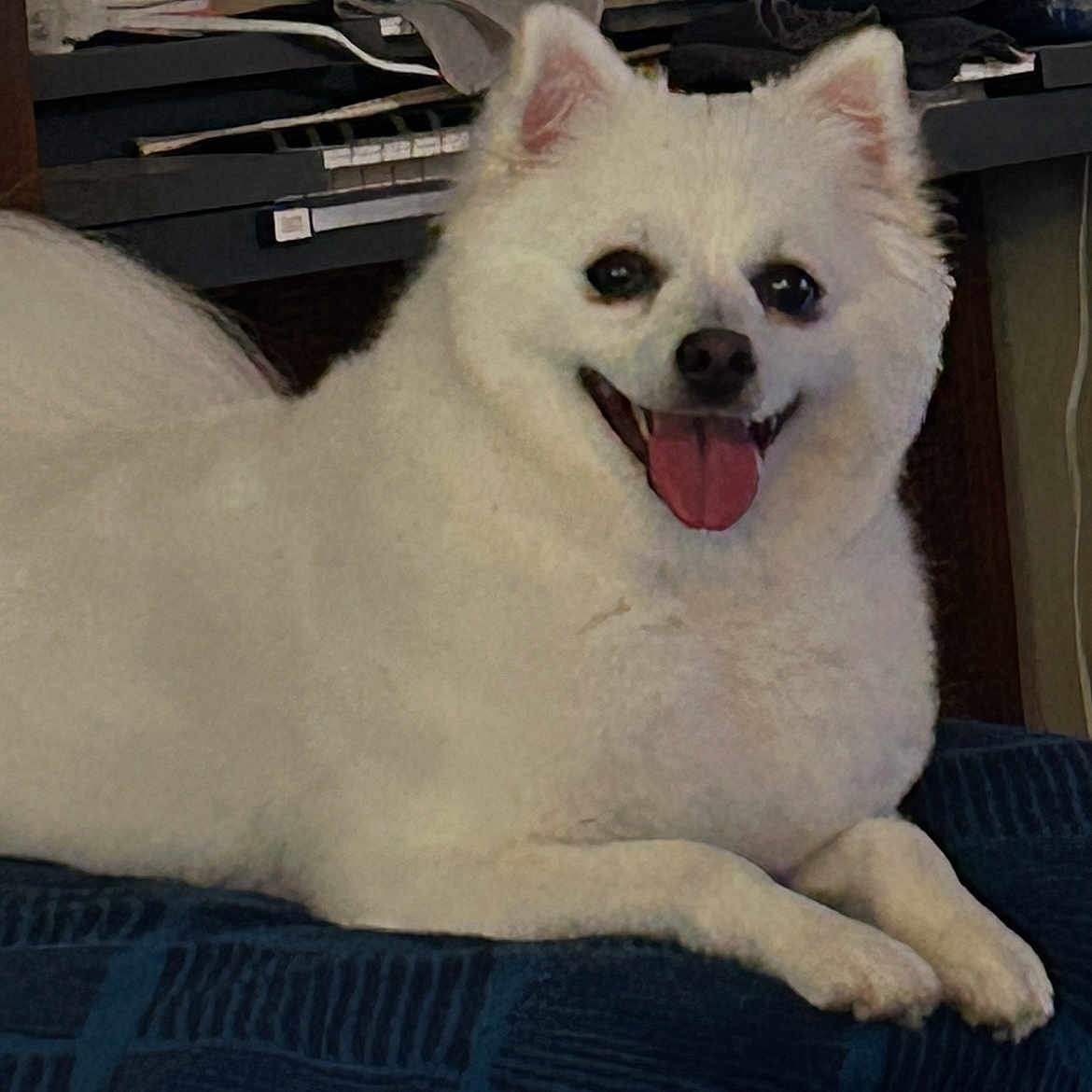 Nakita joined the competition — help win amazing prizes! animal, blanket, canine, close_up, cozy, cute, dog, domestic_animal, fluffy, fur, furniture, happy, home, indoor, pet, portrait, resting, smiling, tongue_out, white_dog