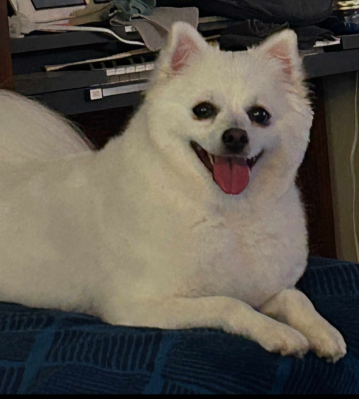 Nakita joined the competition — help win amazing prizes! dog, white_dog, fluffy, tongue_out, happy, pet, indoor, blanket, fur, animal, cute, smiling, resting, canine, domestic_animal, cozy, portrait, close_up, home, furniture