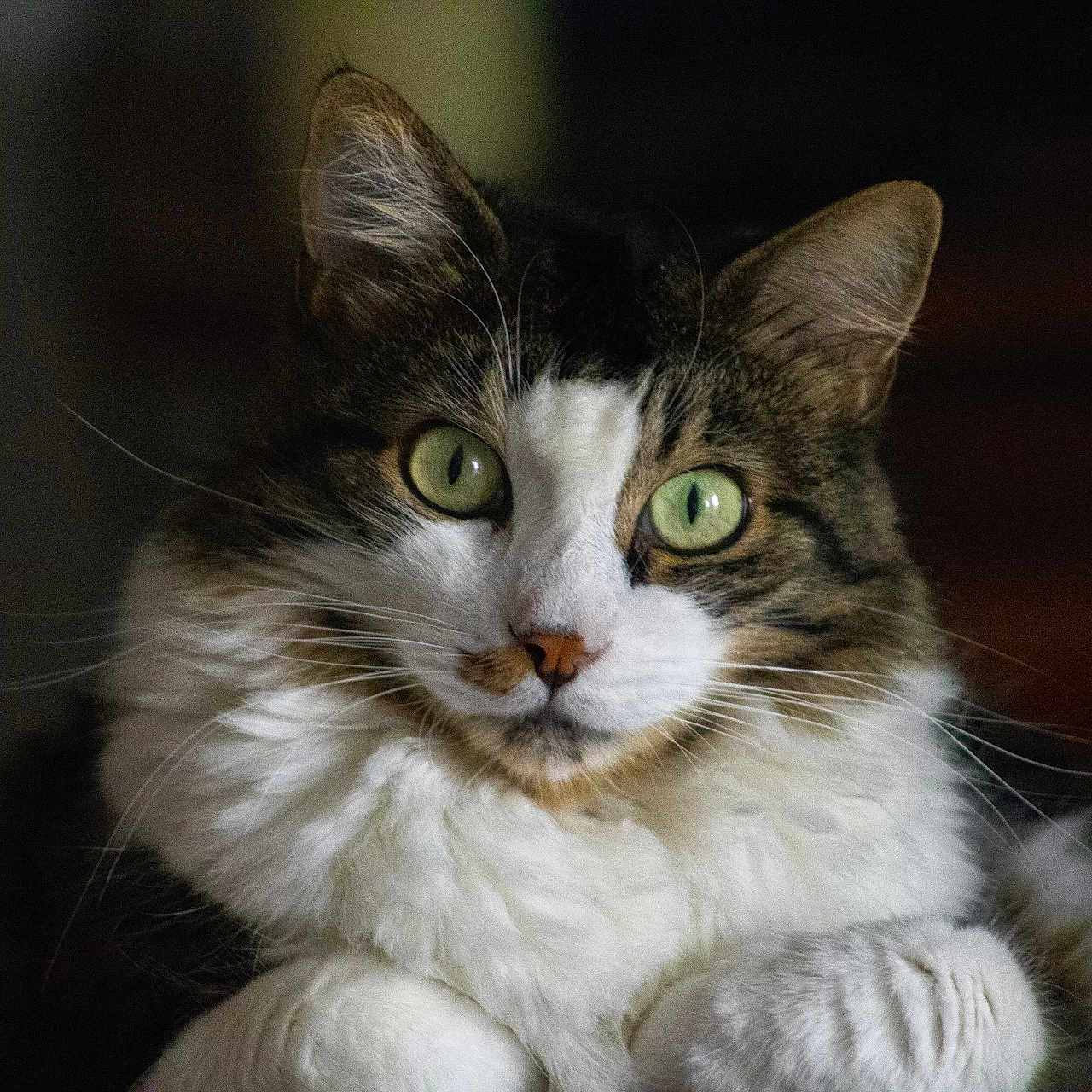 Narco a rejoint le concours — aidez-le/la à gagner de superbes lots ! animal, calm, cat, closeup, cute, domestic_cat, feline, fluffy_fur, fur_texture, green_eyes, indoor, looking, pet, portrait, relaxed, resting, soft_light, tabby, whiskers, white_paws