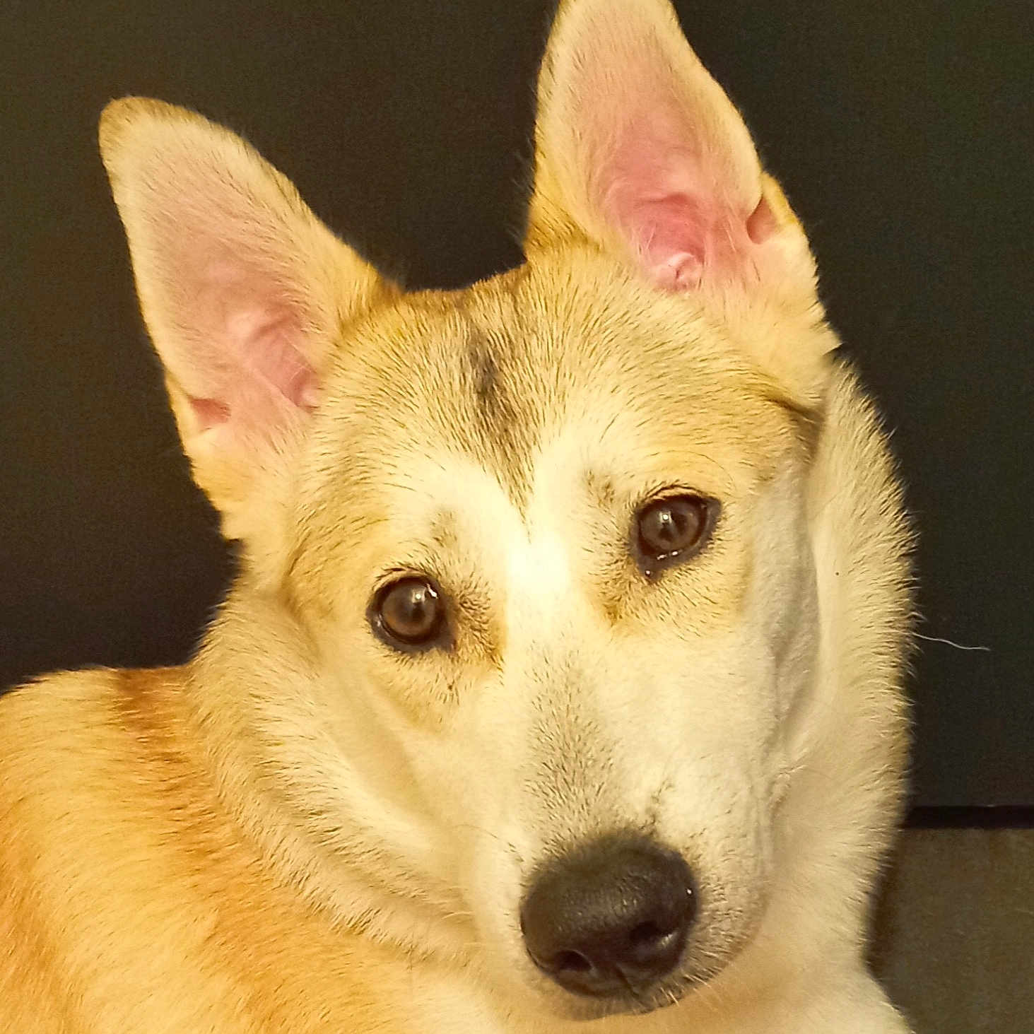 Arya a rejoint le concours — aidez-le/la à gagner de superbes lots ! animal, canine, dog, eskimodog, germanshepherd, hound, husky, pet, puppy, snout, whitedog