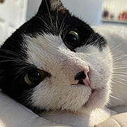 Decon joined the competition — help win amazing prizes! animal, black_and_white, cat, close_up, cozy, cute, domestic_cat, eyes, feline, fur, indoor, laying, muzzle, nose, pet, portrait, relaxed, resting, soft, whiskers