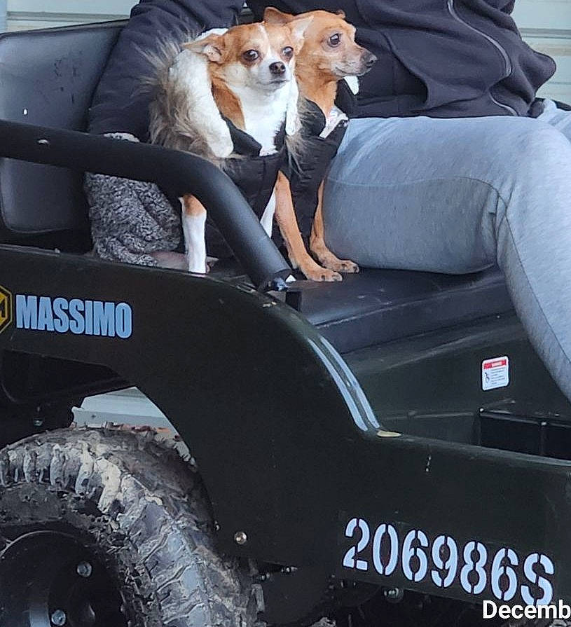 Holly is registered to the contest to win money with this photo: alloy_wheel, automotive_design, automotive_exterior, automotive_tire, bumper, car, car_seat_cover, carnivore, companion_dog, dog, fender, motor_vehicle, rim, synthetic_rubber, tire, tire_care, tread, vehicle, vehicle_door, wheel