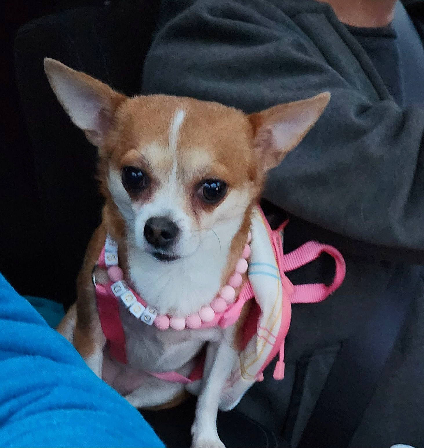 Holly joined the competition — help win amazing prizes! canidae, carnivore, chihuahua, collar, companion_dog, corgi_chihuahua, dog, dog_breed, dog_clothes, dog_supply, fashion_accessory, fawn, fur, russkiy_toy, sleeve, snout, sporting_group, toy_dog, whiskers, working_animal