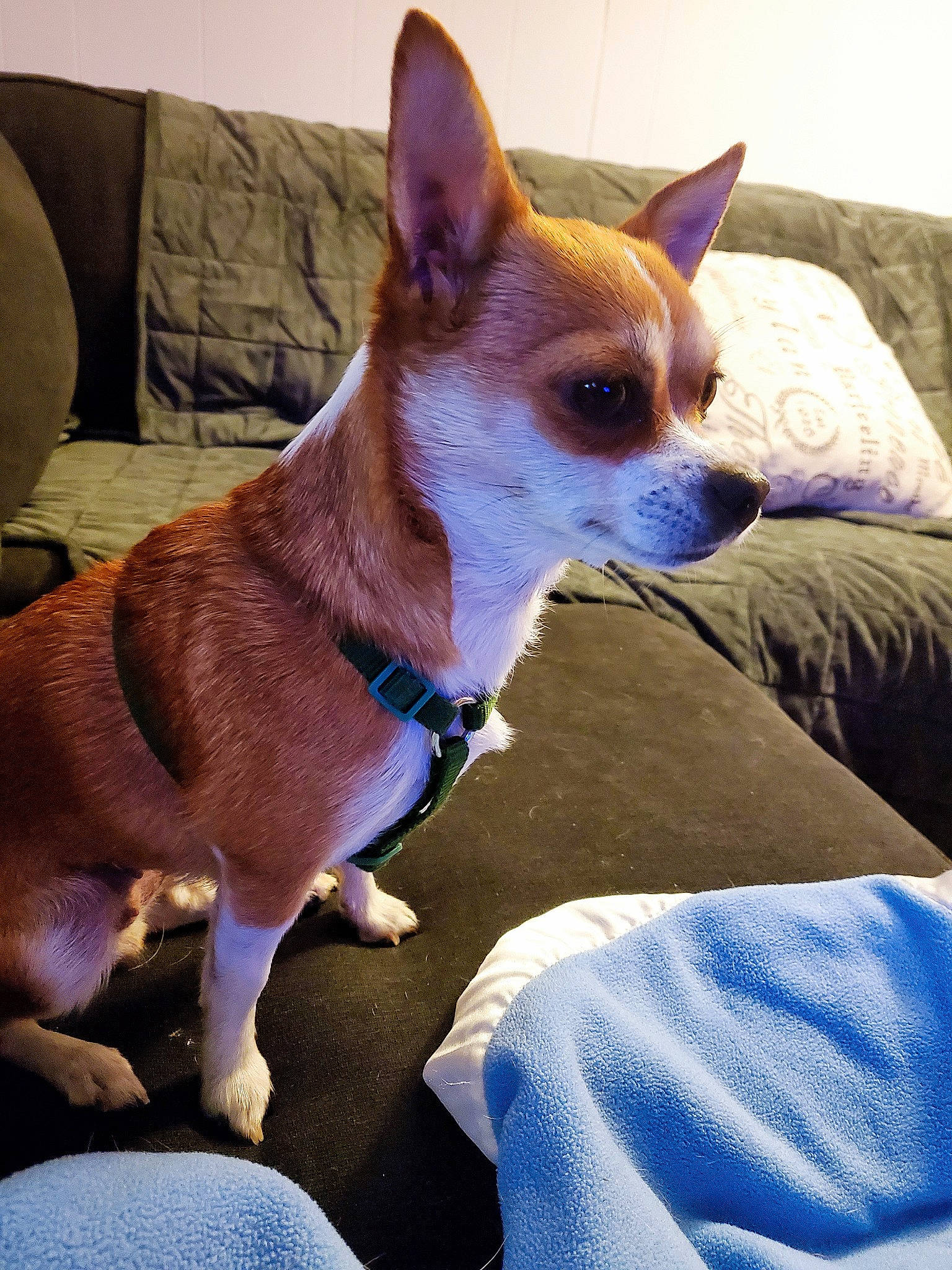 Holly joined the competition — help win amazing prizes! blue, canidae, carnivore, comfort, companion_dog, corgi_chihuahua, dog, dog_breed, dog_supply, electric_blue, fawn, fur, head, non_sporting_group, snout, tail, terrestrial_animal, toy_dog, whiskers, working_animal