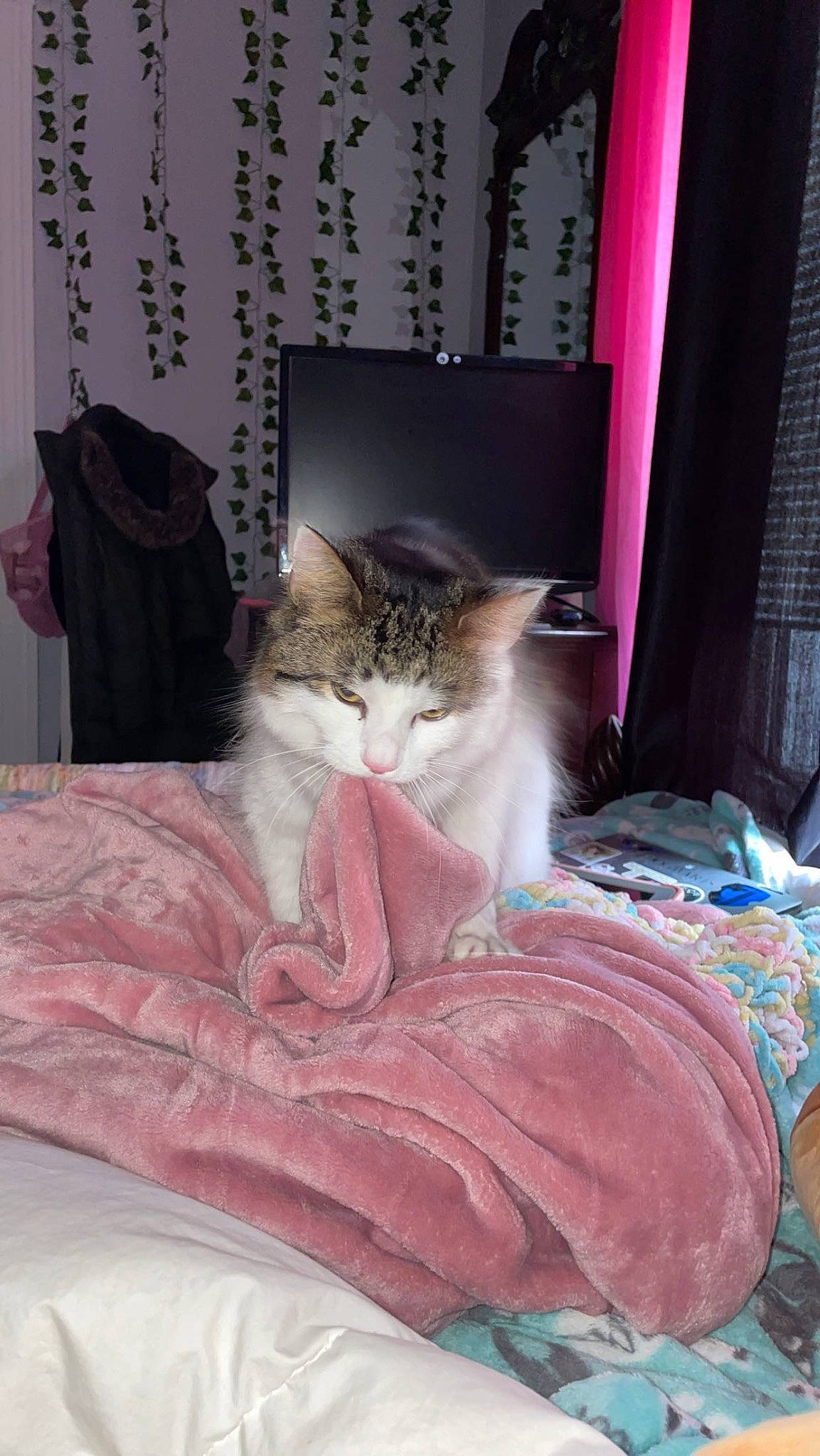 Juice joined the competition — help win amazing prizes! bed_sheet, bedding, carnivore, cat, comfort, curtain, domestic_short_haired_cat, fawn, felidae, fur, linens, magenta, nap, pink, room, sitting, small_to_medium_sized_cats, textile, whiskers, window_treatment