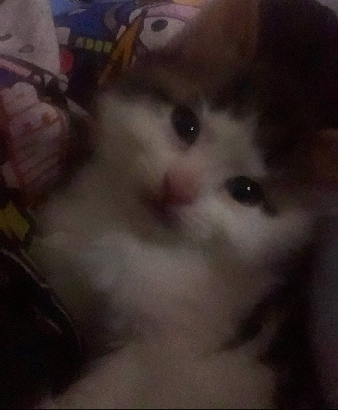 Juice is registered to the contest to win money with this photo: carnivore, cat, domestic_short_haired_cat, fawn, felidae, fur, iris, paw, small_to_medium_sized_cats, snout, terrestrial_animal, whiskers