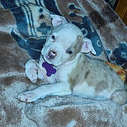 Pearl joined the competition — help win amazing prizes! puppy, dog, pet, blanket, fur, animal, cute, lying_down, indoor, collar, tag, young_animal, resting, soft_texture, comfort, brown, white, ears, paw, nose