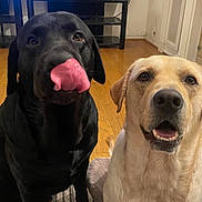 Clash And Cruella is registered to the contest to win money with this photo: animal, black_dog, canine, companion, cute, dog, face, friendly, fur, indoor, labrador, looking_at_camera, mouth_open, pet, playful, sitting, tongue, two_dogs, wooden_floor, yellow_dog