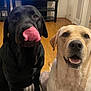 animal, black_dog, canine, companion, cute, dog, face, friendly, fur, indoor, labrador, looking_at_camera, mouth_open, pet, playful, sitting, tongue, two_dogs, wooden_floor, yellow_dog