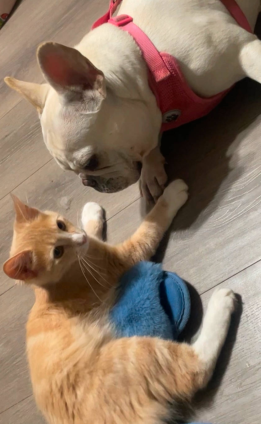 Davi is registered to the contest to win money with this photo: animal, blue_slipper, canine, cat, close_up, curious, dog, domestic, feline, flooring, friendship, fur, indoors, orange_tabby, paw, pet_interaction, pink_harness, playful, white_dog, wooden_floor