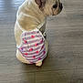 Davi is registered to the contest to win money with this photo: dog, french_bulldog, pet, floor, diaper, striped_pattern, hearts, white_fur, sitting, looking_back, indoor, cute, animal, canine, flooring, small_dog, accessory, light, side_view, domestic_animal