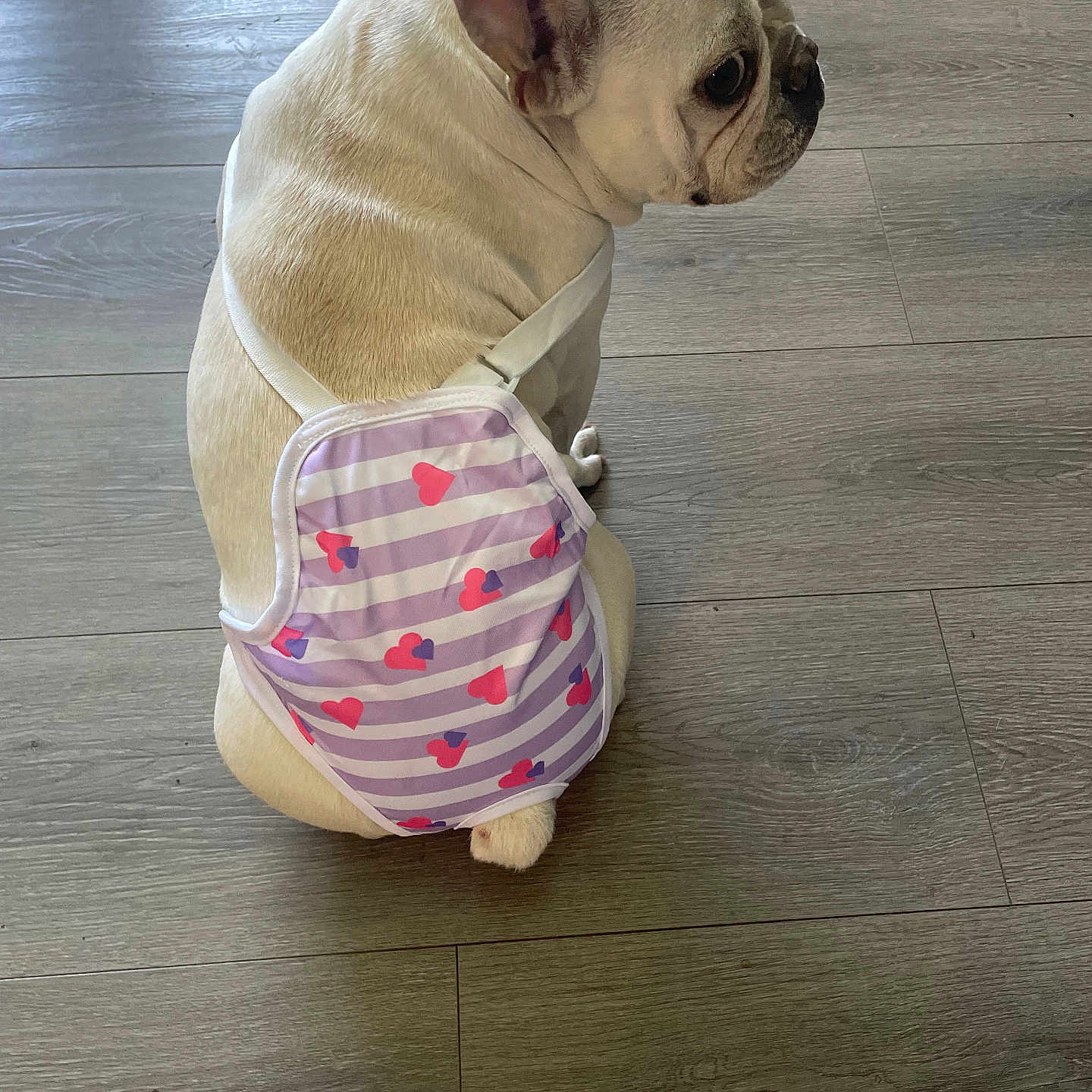 Davi is registered to the contest to win money with this photo: accessory, animal, canine, cute, diaper, dog, domestic_animal, floor, flooring, french_bulldog, hearts, indoor, light, looking_back, pet, side_view, sitting, small_dog, striped_pattern, white_fur