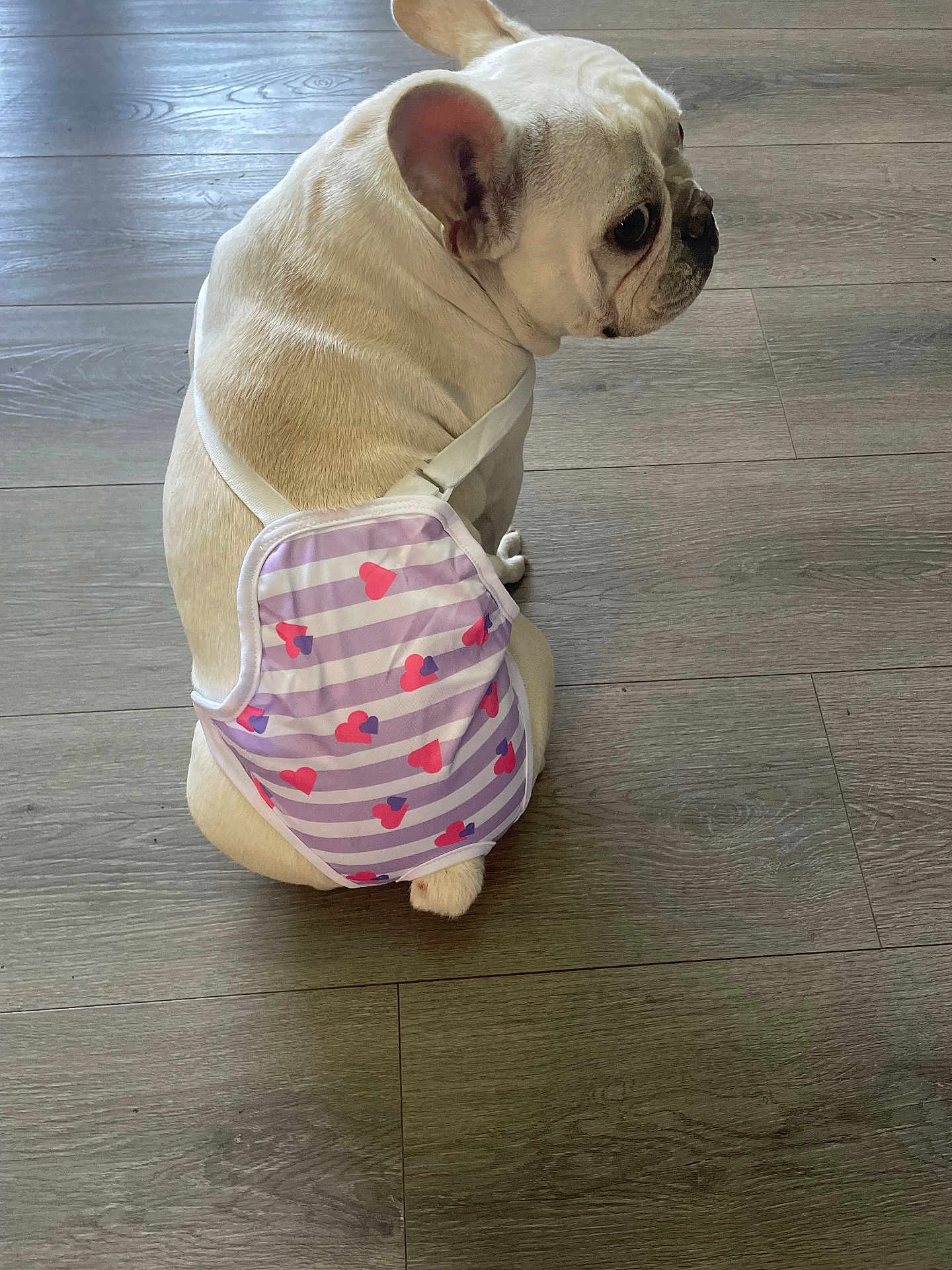 Davi is registered to the contest to win money with this photo: dog, french_bulldog, pet, floor, diaper, striped_pattern, hearts, white_fur, sitting, looking_back, indoor, cute, animal, canine, flooring, small_dog, accessory, light, side_view, domestic_animal