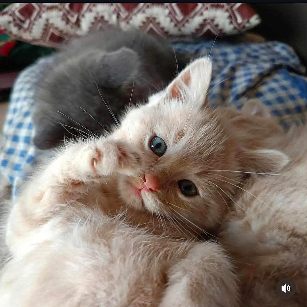Pashmak a rejoint le concours — aidez-le/la à gagner de superbes lots ! abyssinian, angora, animal, blanket, cat, head, kitten, manx, person, pet, siamese, snout