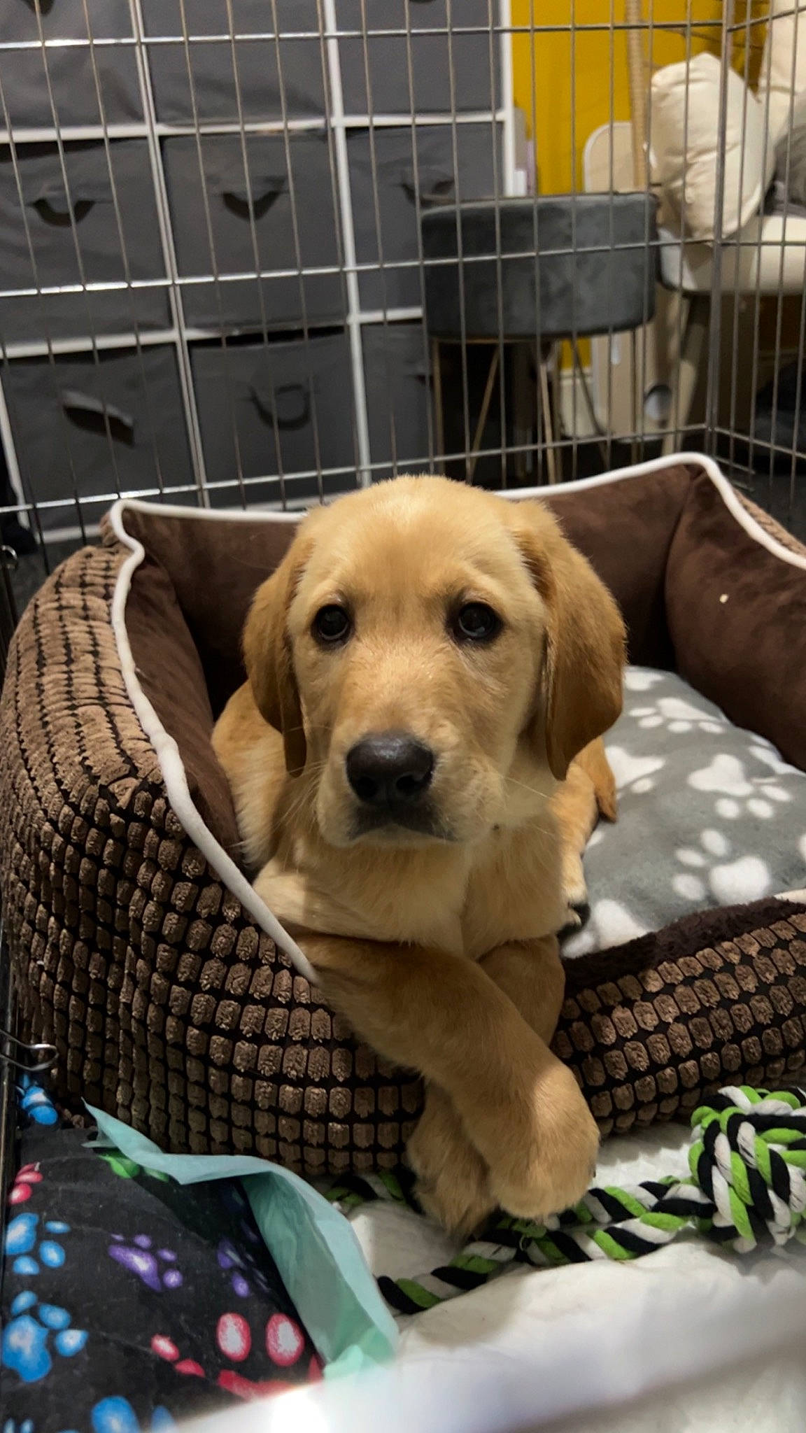 Hector is registered to the contest to win money with this photo: animal_shelter, cage, canidae, carnivore, collar, comfort, companion_dog, dog, dog_breed, dog_supply, fawn, fur, labrador_retriever, pet_supply, retriever, service, snout, sporting_group, whiskers, working_animal