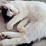 cat, black_and_white, fluffy, sleeping, relaxed, lying_down, paw, whiskers, pink_nose, fur, pet, carpet, indoor, living_room, couch, furniture, home, cozy, portrait, nap