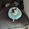 cat, black_and_white_cat, pet, animal, recovery_collar, protective_collar, fish_pattern, turquoise, wide_eyed, sitting, indoors, chair, cushion, blanket, furniture, home, portrait, centered_subject, cute, photography