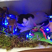 Mistigri participe au concours pour gagner de l'argent avec cette photo : cat, black_and_white_cat, sleeping, curled_up, indoor, garden_display, moss, flowers, string_lights, blue_lights, miniature_scene, decorations, wooden_surface, table, cozy, dim_lighting, portrait, pet, relaxed, whimsical