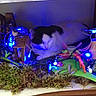 cat, black_and_white_cat, sleeping, curled_up, indoor, garden_display, moss, flowers, string_lights, blue_lights, miniature_scene, decorations, wooden_surface, table, cozy, dim_lighting, portrait, pet, relaxed, whimsical