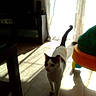 cat, black_and_white_cat, pet, animal, indoors, living_room, tile_floor, sunlight, window, curtains, shadows, standing, walking, raised_tail, whiskers, ears, face, furniture, children_play_table, home