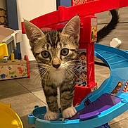 Dominette a rejoint le concours — aidez-le/la à gagner de superbes lots ! cat, kitten, tabby, animal, pet, standing, face, whiskers, ears, wide_eyes, striped_fur, indoors, playroom, toy, racetrack, plastic_track, colorful, floor, portrait, cute