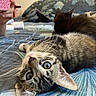 Dominette a rejoint le concours — aidez-le/la à gagner de superbes lots ! cat, cats, tabby, pet, animal, feline, wide_eyes, whiskers, upside_down, lying_down, bed, bedspread, bedroom, blue, indoor, portrait, close_up, second_cat, camera, relaxed