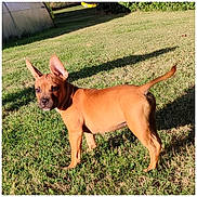 Lucci is registered to the contest to win money with this photo: animal, backyard, brown_dog, canine, daylight, dog, garden, grass, greenhouse, outdoors, pet, playful, portrait, puppy, shadows, short_hair, standing, sunlight, tail, upright_ears