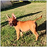animal, backyard, brown_dog, canine, daylight, dog, garden, grass, greenhouse, outdoors, pet, playful, portrait, puppy, shadows, short_hair, standing, sunlight, tail, upright_ears