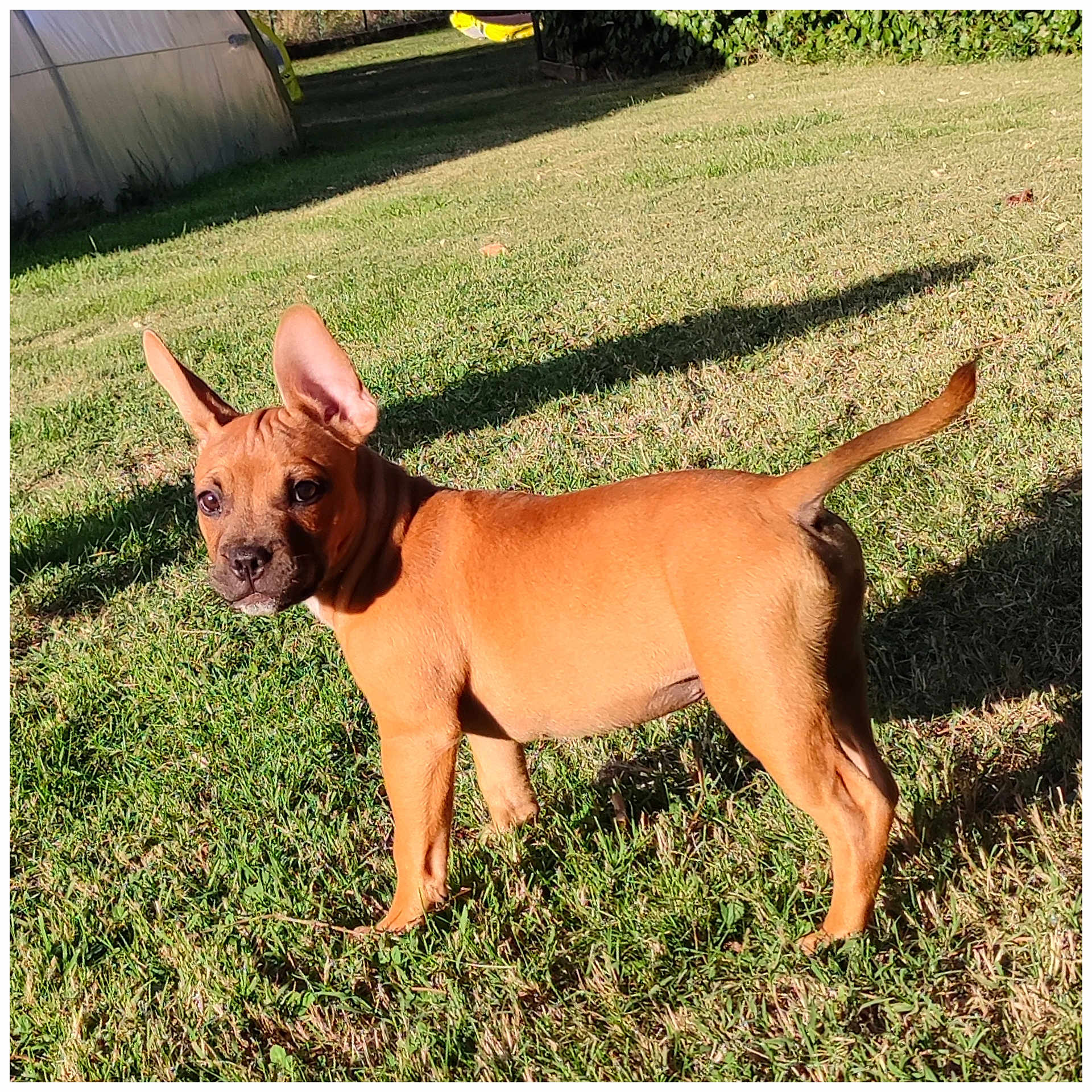 Lucci