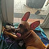 dog, puppy, french_bulldog, brown_dog, large_ears, tongue_out, playful, lying_down, pet, animal, plush_toy, blanket, colorful_blanket, indoor, window, sunlight, floor, slippers, home, portrait